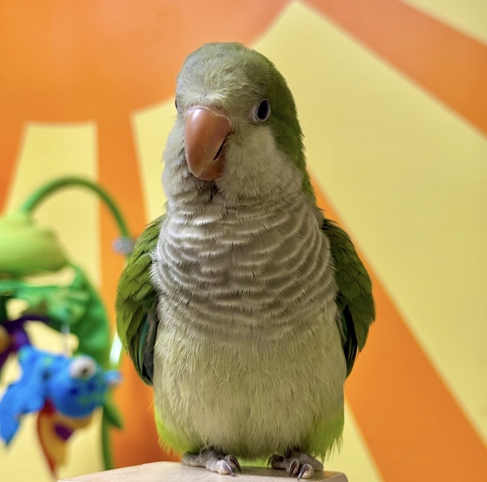 Conure veuve